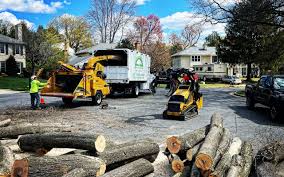 Professional Tree Removal in Monticello, WI