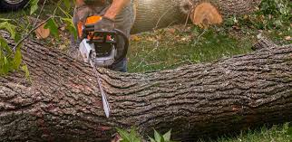 How Our Tree Care Process Works  in  Monticello, WI