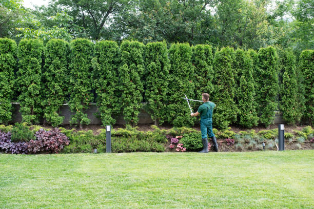 Best Tree Cabling and Bracing  in Monticello, WI
