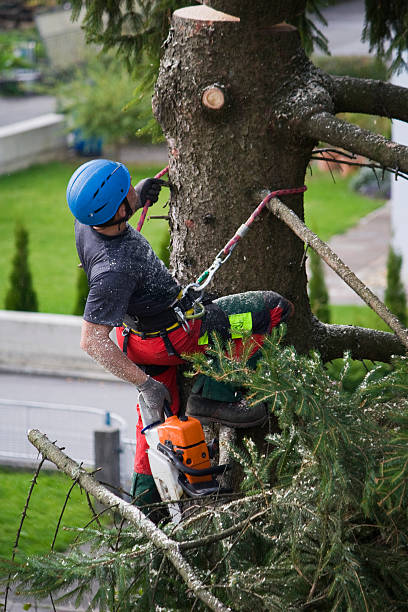 Best Tree Health Inspection  in Monticello, WI
