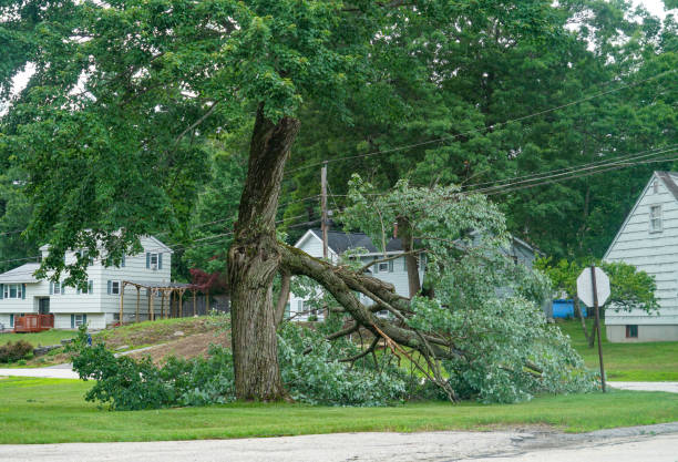 Best Commercial Tree Services  in Monticello, WI
