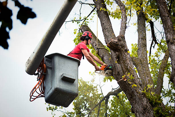 Best Landscape Design and Installation  in Monticello, WI