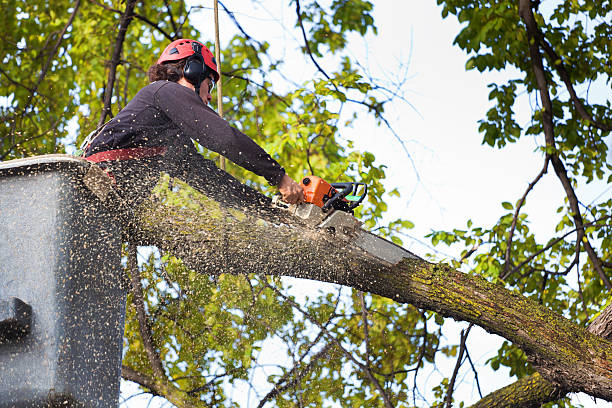 Best Stump Grinding and Removal  in Monticello, WI